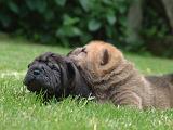 SHAR-PEI 916